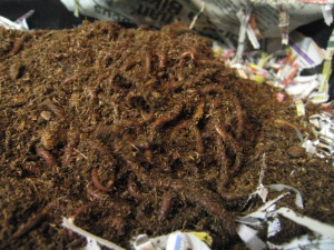 Red Wiggler vermicompost worms